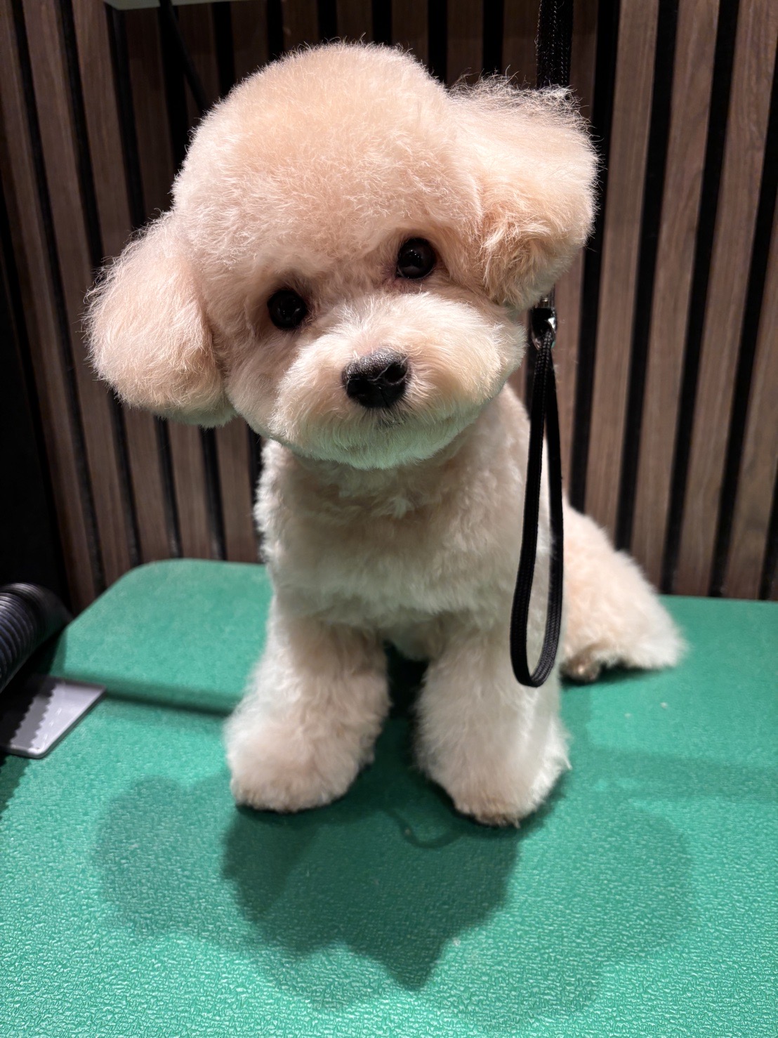 沐寓寵物旅館 Mooon Pets Hotel 店內環境照片 3