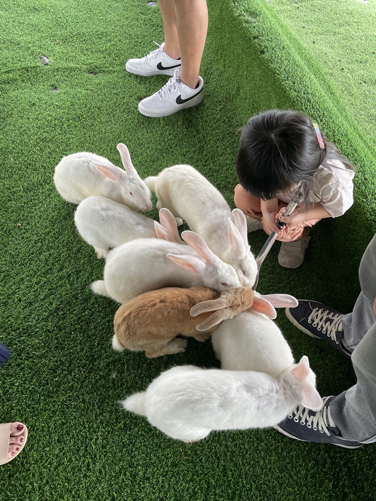 台北小奈良-淡水親子農場 梅花鹿 動物農場 淡水親子景點 淡水推薦景點 淡水觀光農場 好玩的親子景點 店內環境照片 2