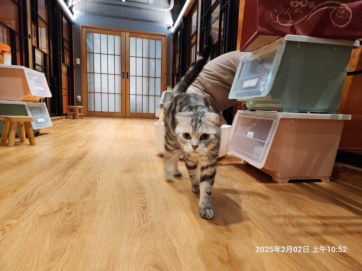 寄居喵和風貓旅宿Hermicat 純貓旅館 店內環境照片 4