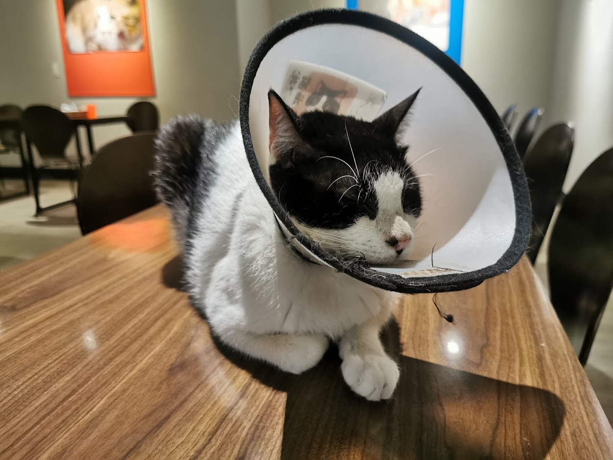 Baking Kedi Coffee Roastery 貓嘰咕自家烘焙咖啡 店內環境照片 3
