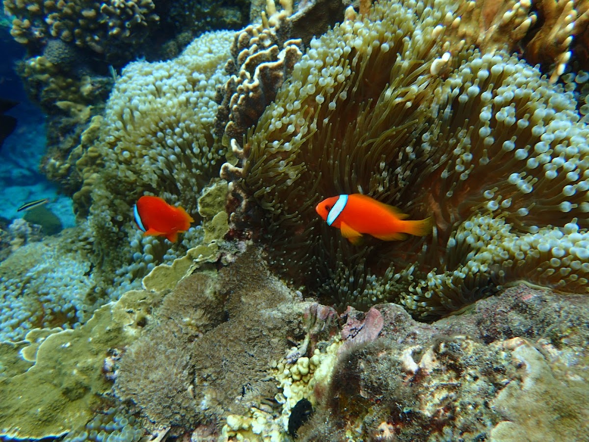 BLUE SAFARI DIVING CENTER 藍莎潛水中心（PADI五星級教練發展潛水中心） 店內環境照片 10