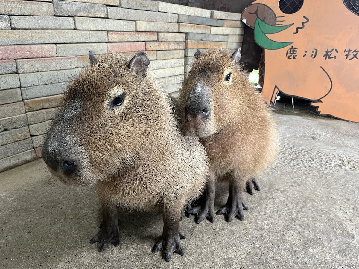 鹿羽松牧場 店內環境照片 3