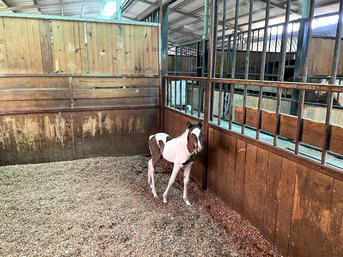 Magical Equestrian Center 店內環境照片 5