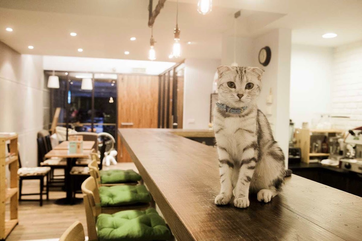 小春日和 動物雜貨‧珈琲 店內環境照片 2