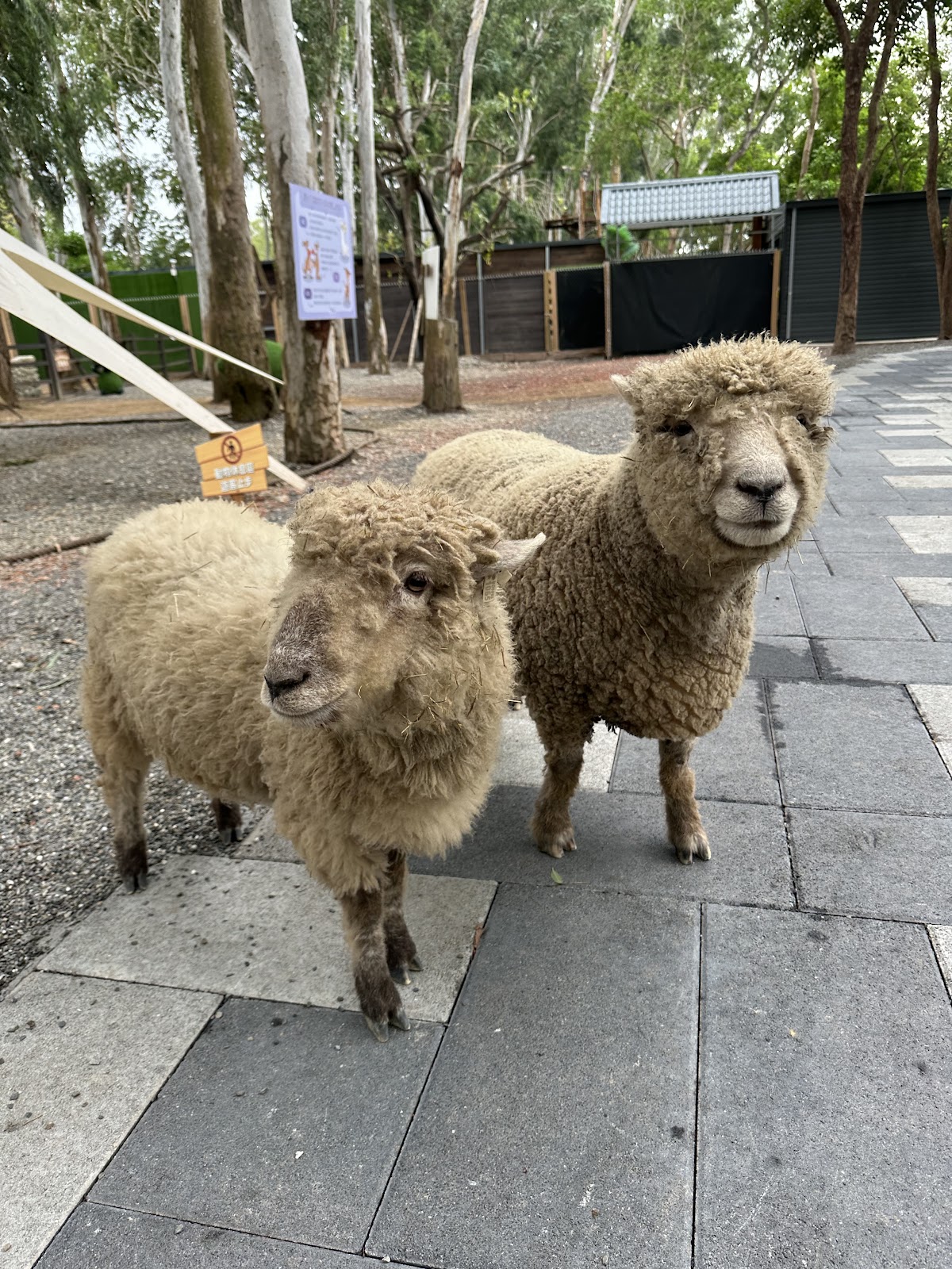 咩咩上樹萌寵樂園 店內環境照片 2