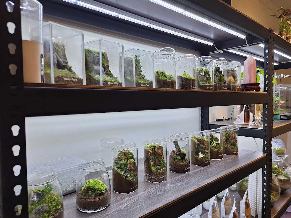 Moss.Farm微觀藝術坊 店內環境照片 3