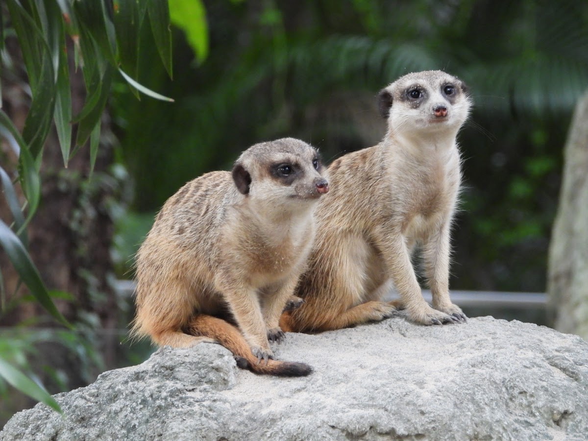 臺北市立動物園兒童動物區 店內環境照片 2