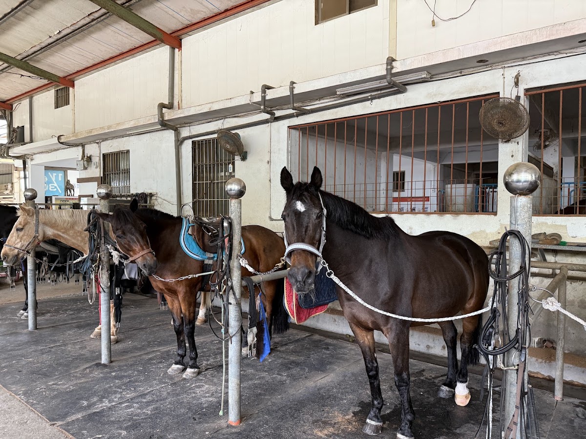 山海觀馬術俱樂部 店內環境照片 2