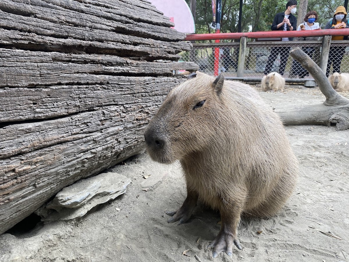頑皮世界野生動物園 店內環境照片 3