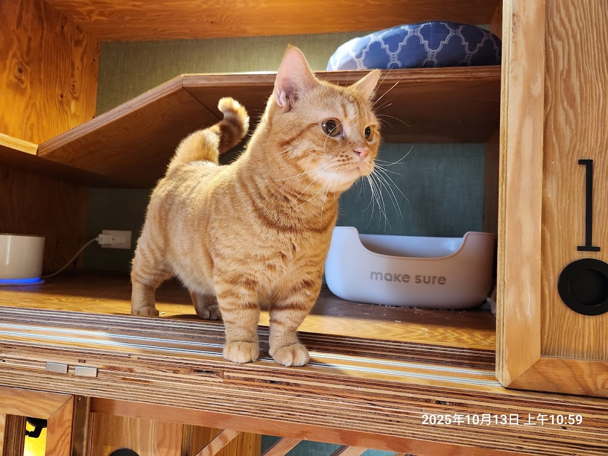 寄居喵和風貓旅宿Hermicat 純貓旅館 店內環境照片 2