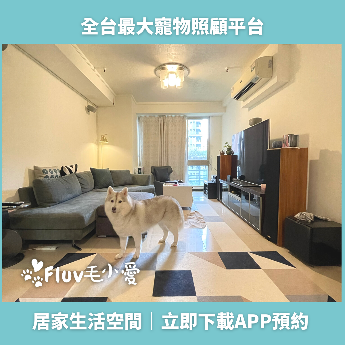 日夜寵物照顧/好溝通好配合/寵物旅館預約/陪同就醫/加line諮詢毛小愛平台下單諮詢 店內環境照片 5