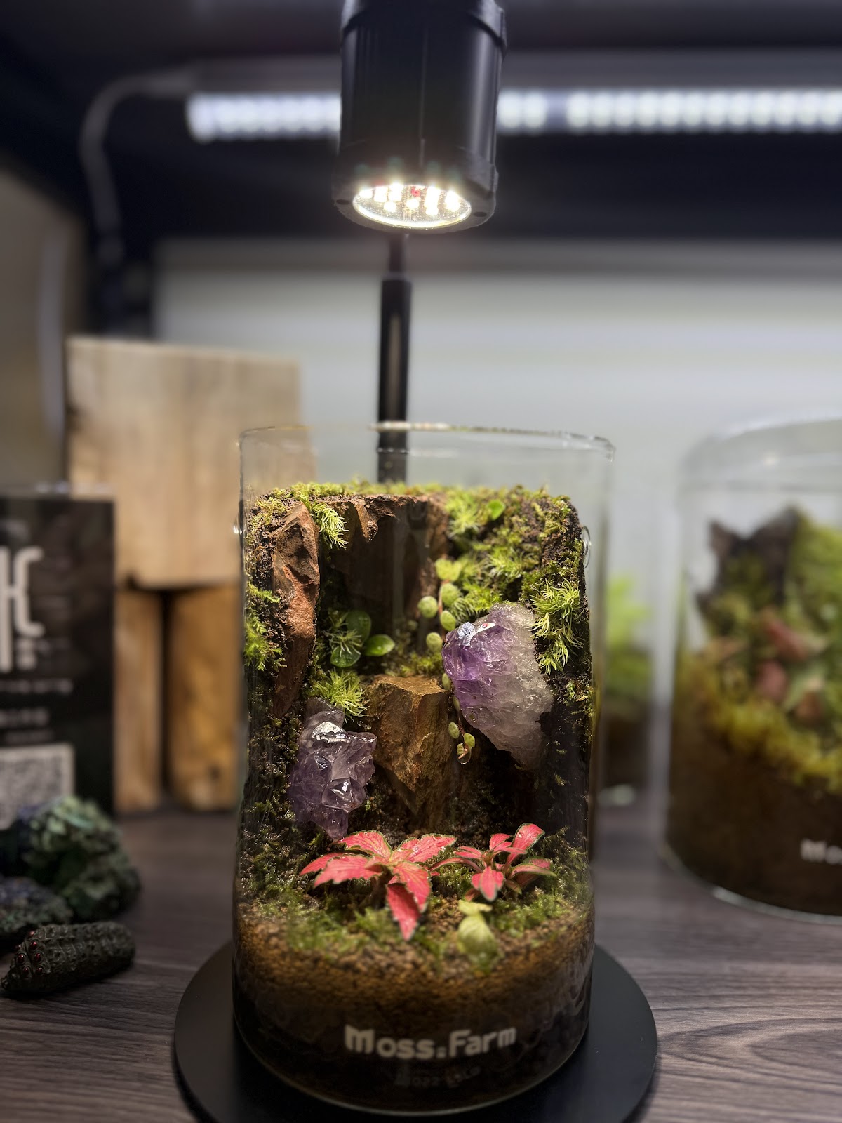 Moss.Farm微觀藝術坊 店內環境照片 2