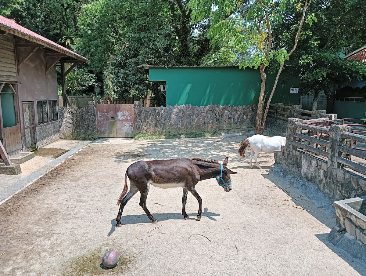 臺北市立動物園兒童動物區 店內環境照片 5