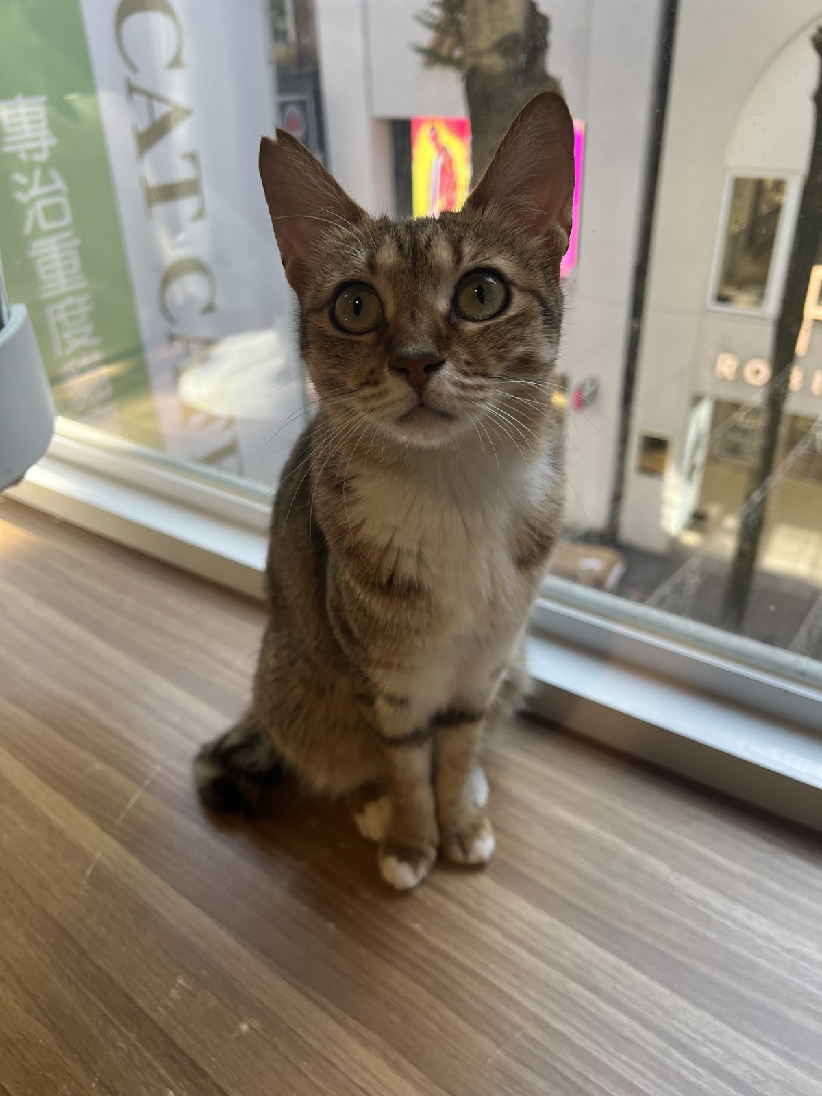 FUFUCatCafe 店內環境照片 4