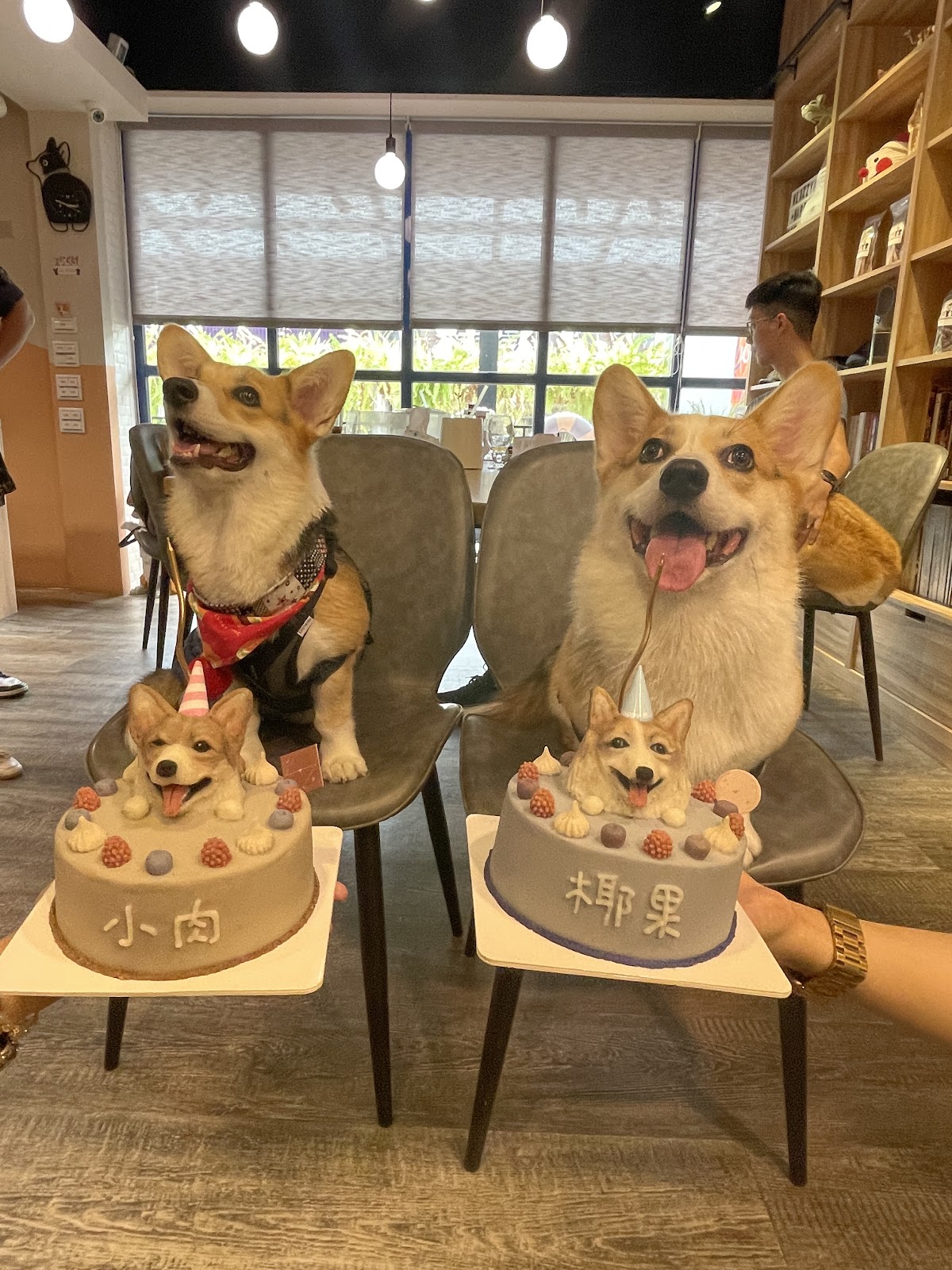 Lazzy Cafe 寵物餐廳 Pet Friendly Restaurant （附設寵物美容&本店沒有提供店狗與客人互動，現場只有客人的狗） 店內環境照片 4