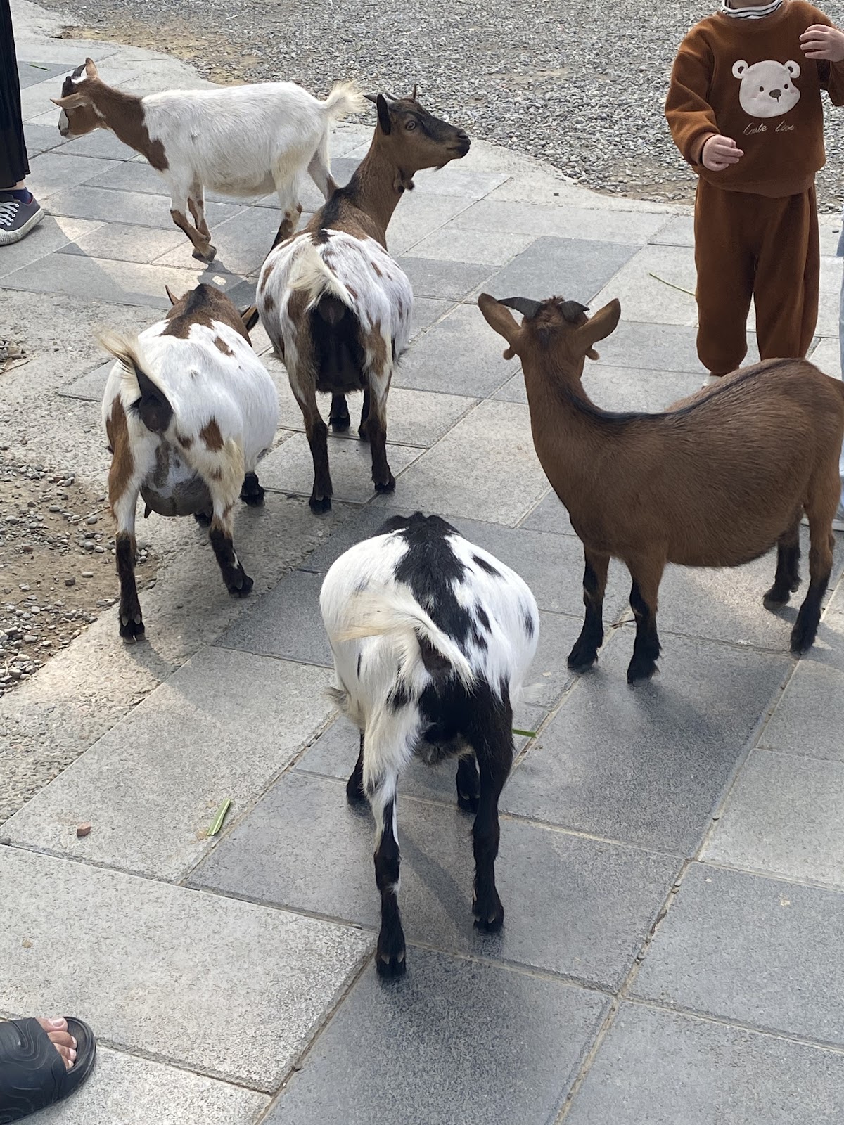 咩咩上樹萌寵樂園 店內環境照片 4