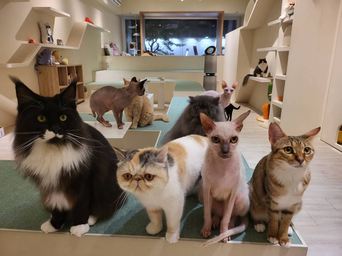 FUFUCatCafe 店內環境照片 3