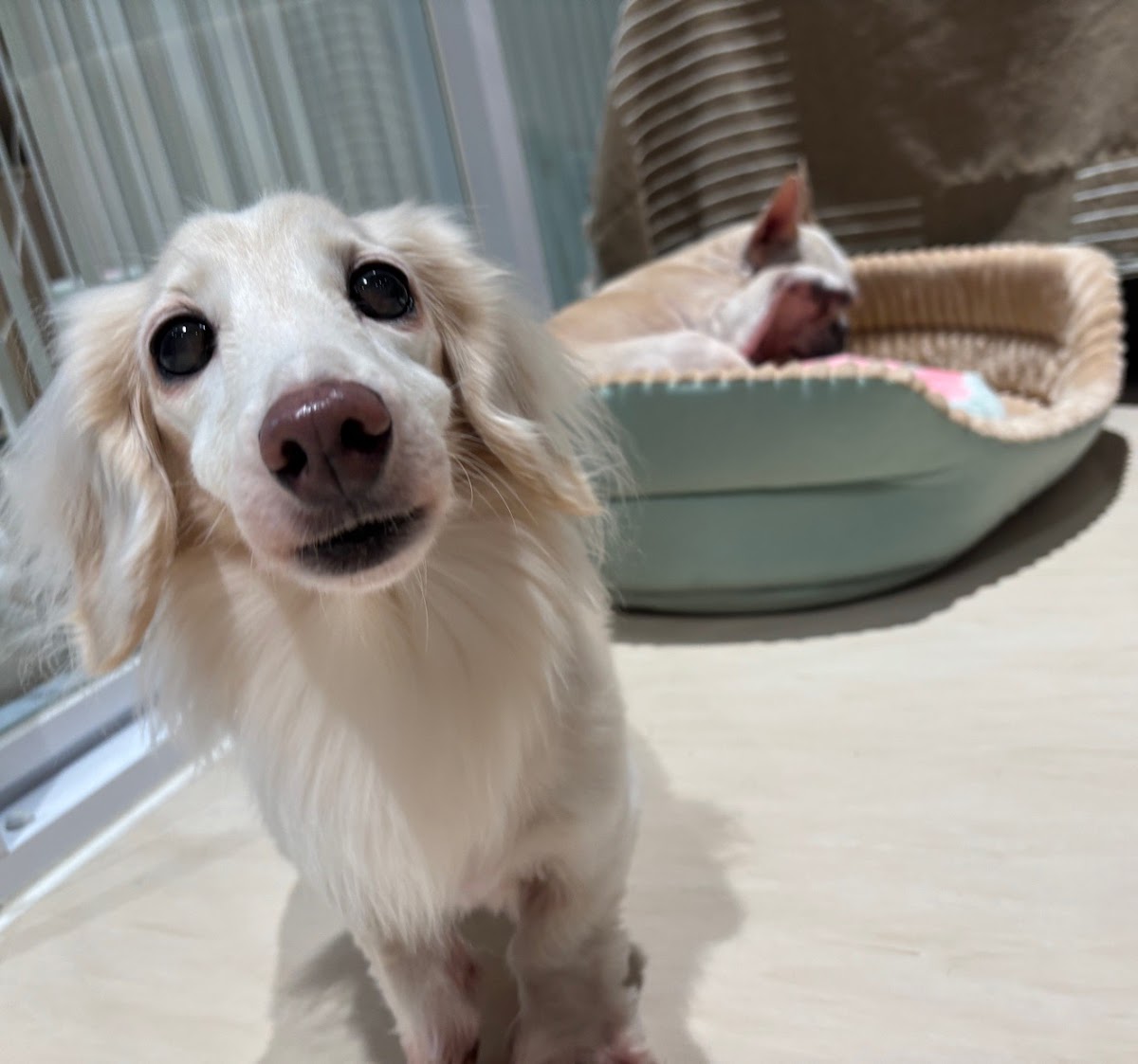 逗格寵物旅館DogoHotel 店內環境照片 5