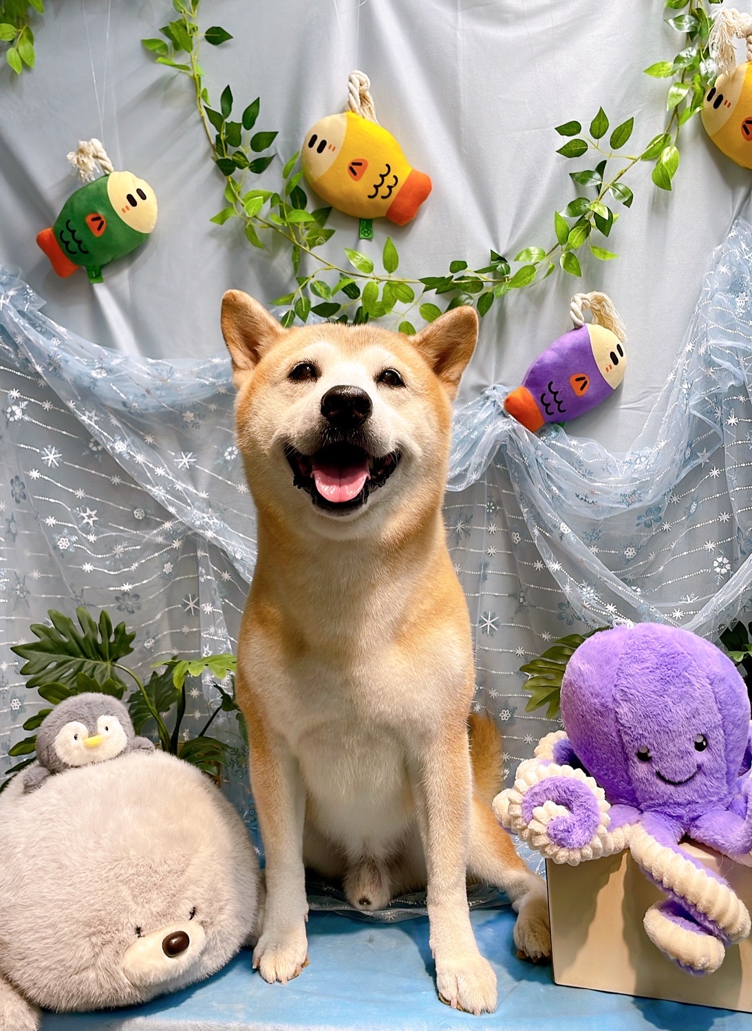 PUPPY·LOVE·帕比樂寵物旅館·美容·安親·游泳池 店內環境照片 4