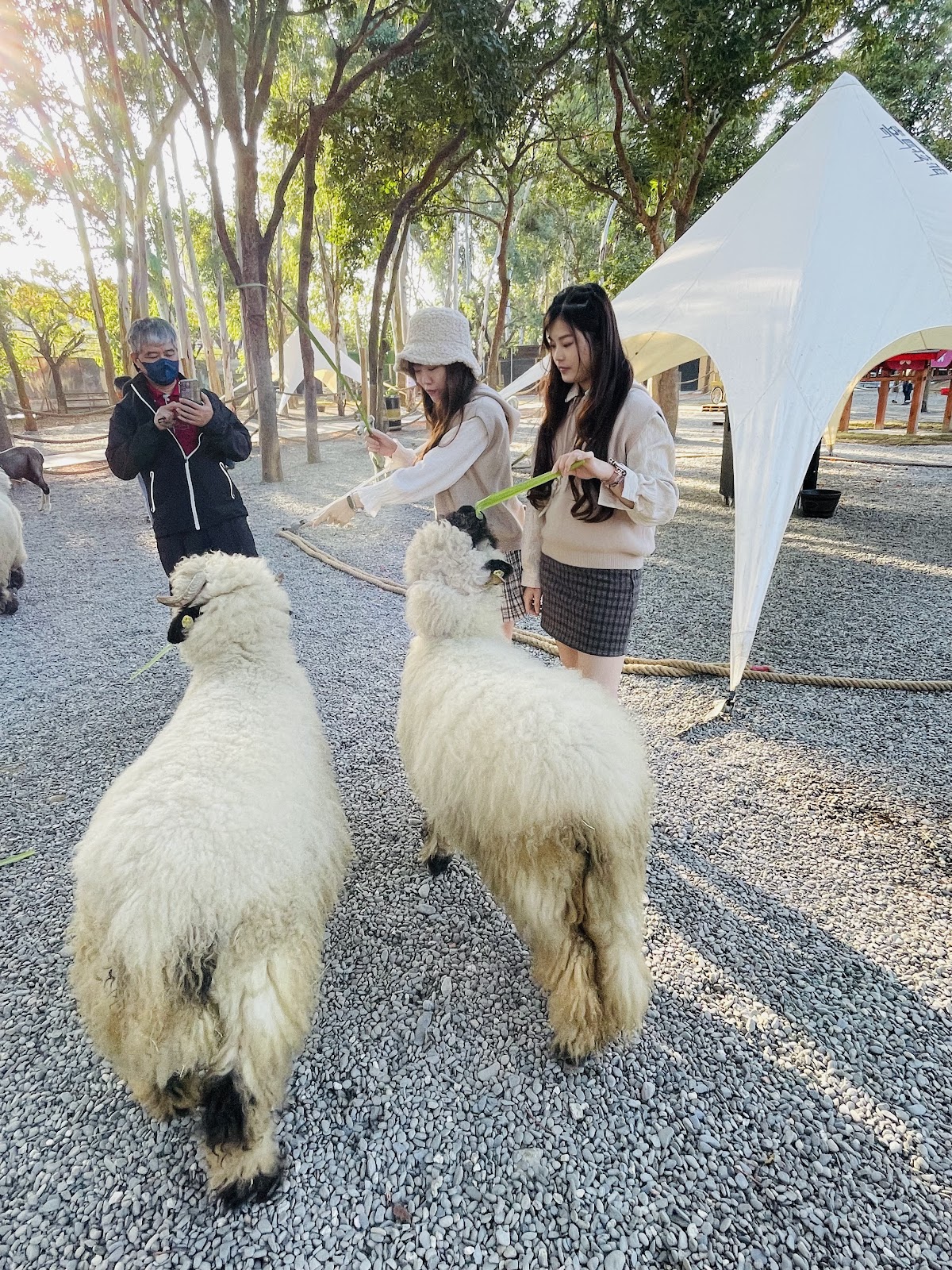 咩咩上樹萌寵樂園 店內環境照片 3