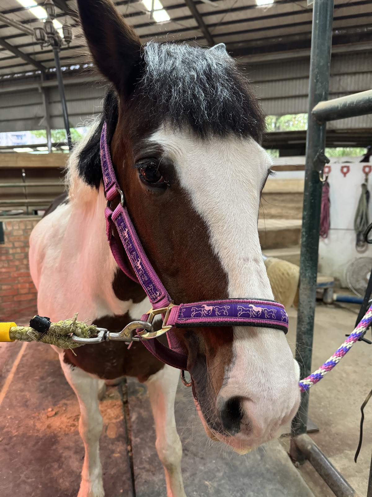 八里左岸馬場馬術推廣中心 店內環境照片 5