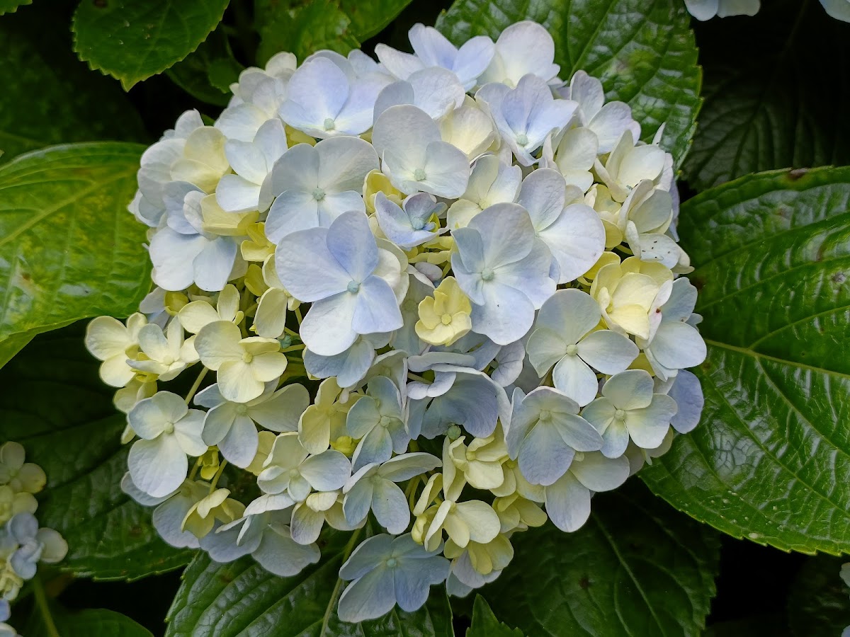 竹子湖藍鵲農園 店內環境照片 2