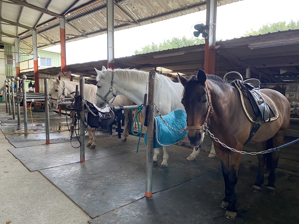 山海觀馬術俱樂部 店內環境照片 5