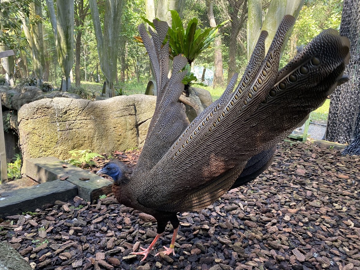 臺北市立動物園穿山甲館 店內環境照片 3