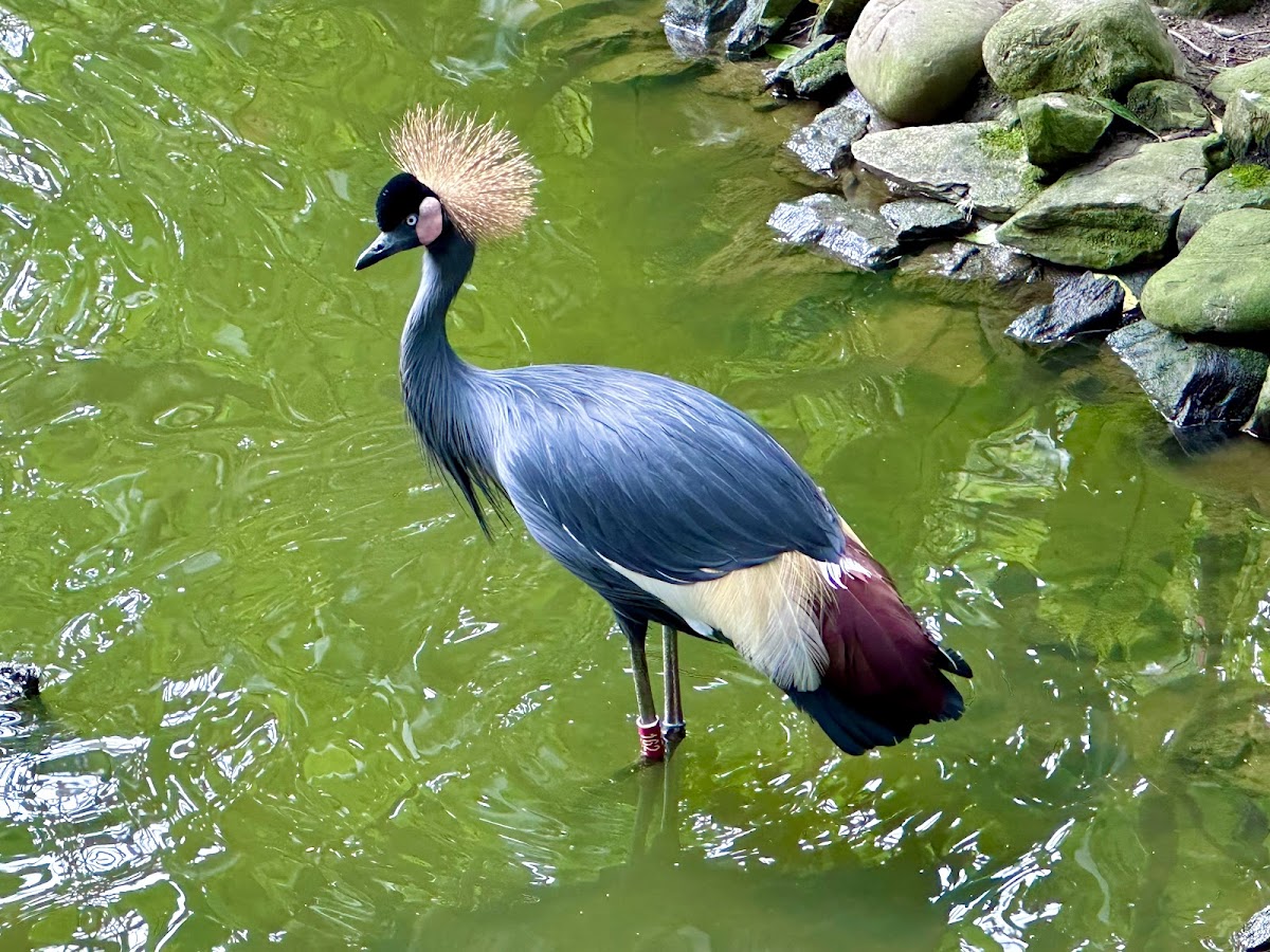 臺北市立動物園鳥園 店內環境照片 3