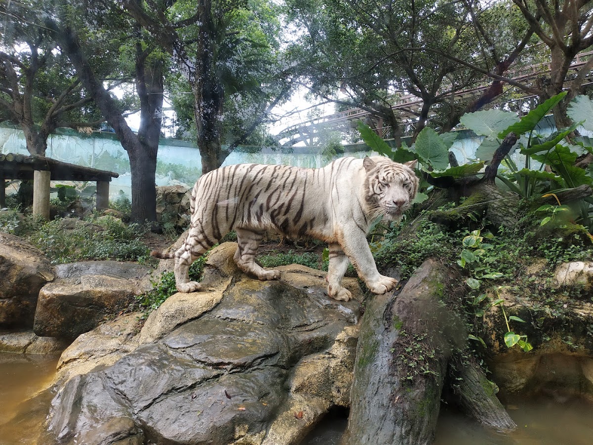 六福村主題遊樂園 店內環境照片 10