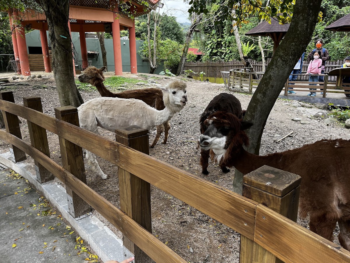 臺北市立動物園兒童動物區 店內環境照片 4