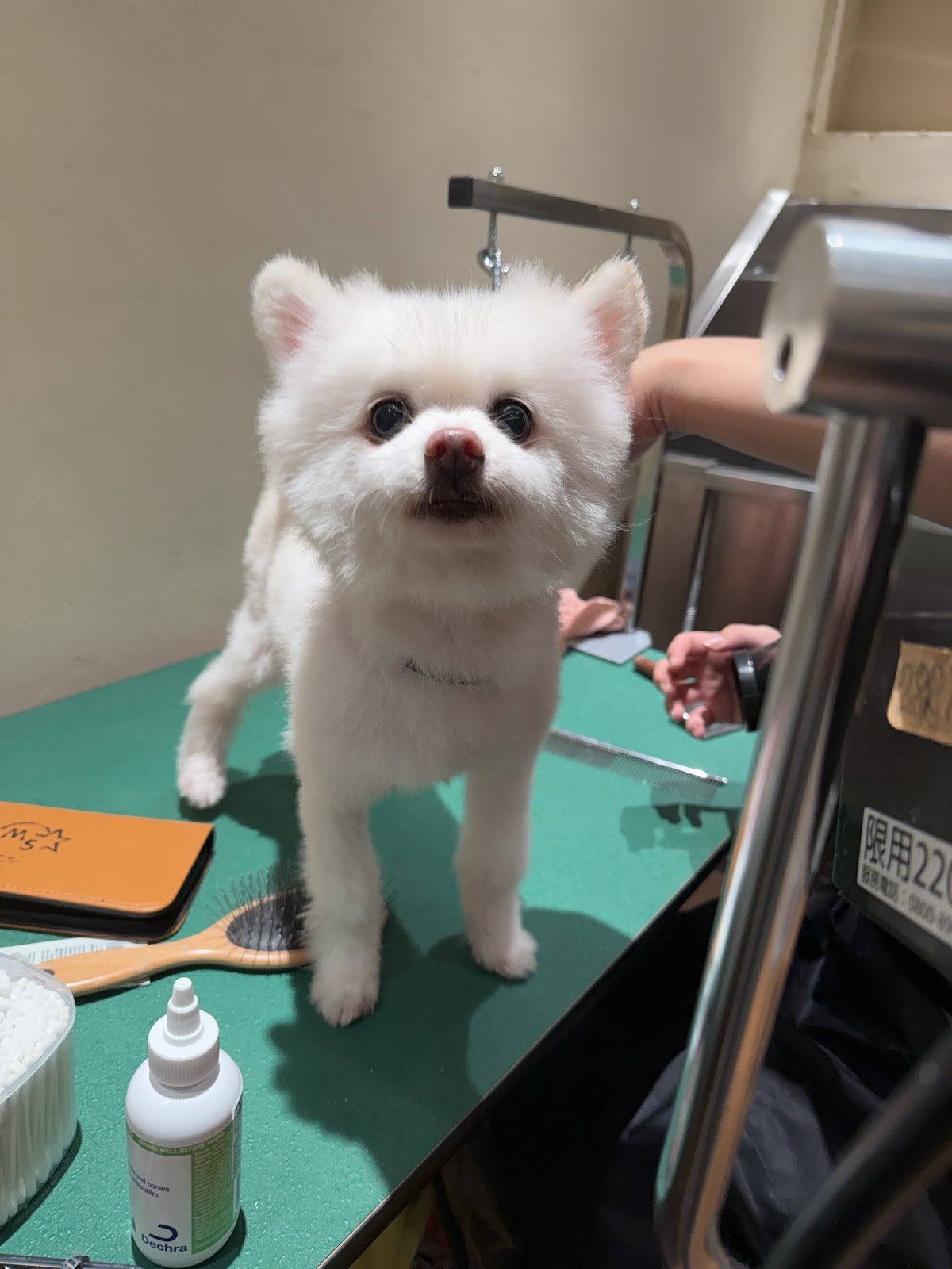 沐寓寵物旅館 Mooon Pets Hotel 店內環境照片 4