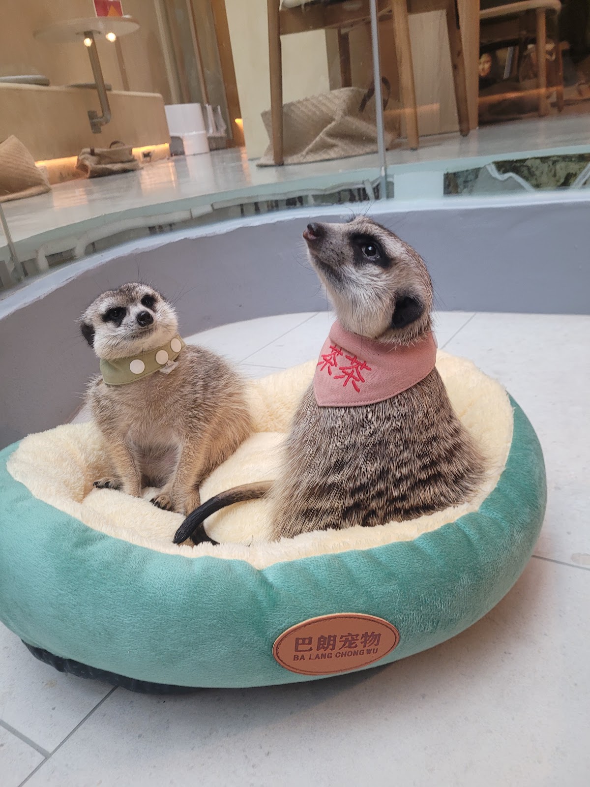 OH MY ZOO 動物餐廳 狐獴 貓咪 店內環境照片 4