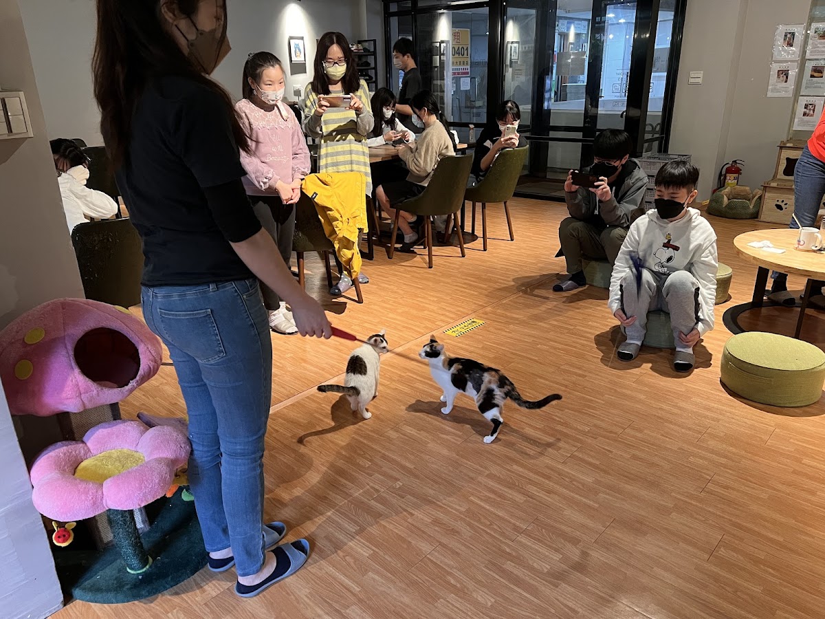 貓食光 店內環境照片 3