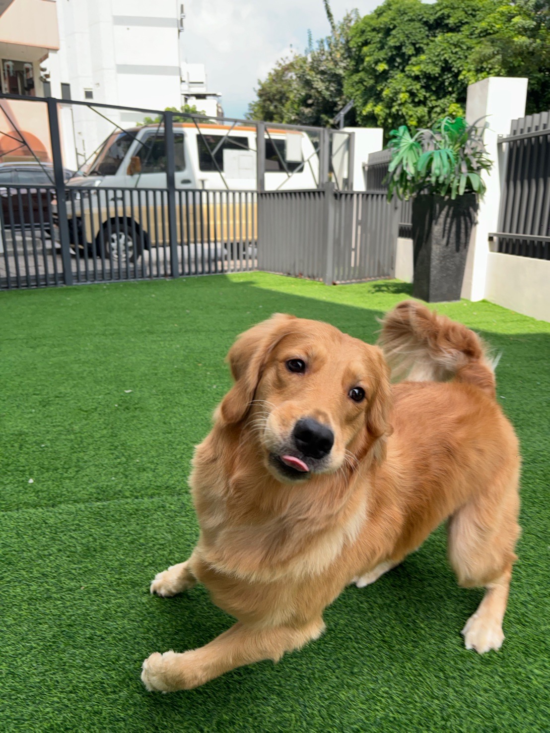 PUPPY·LOVE·帕比樂寵物旅館·美容·安親·游泳池 店內環境照片 3