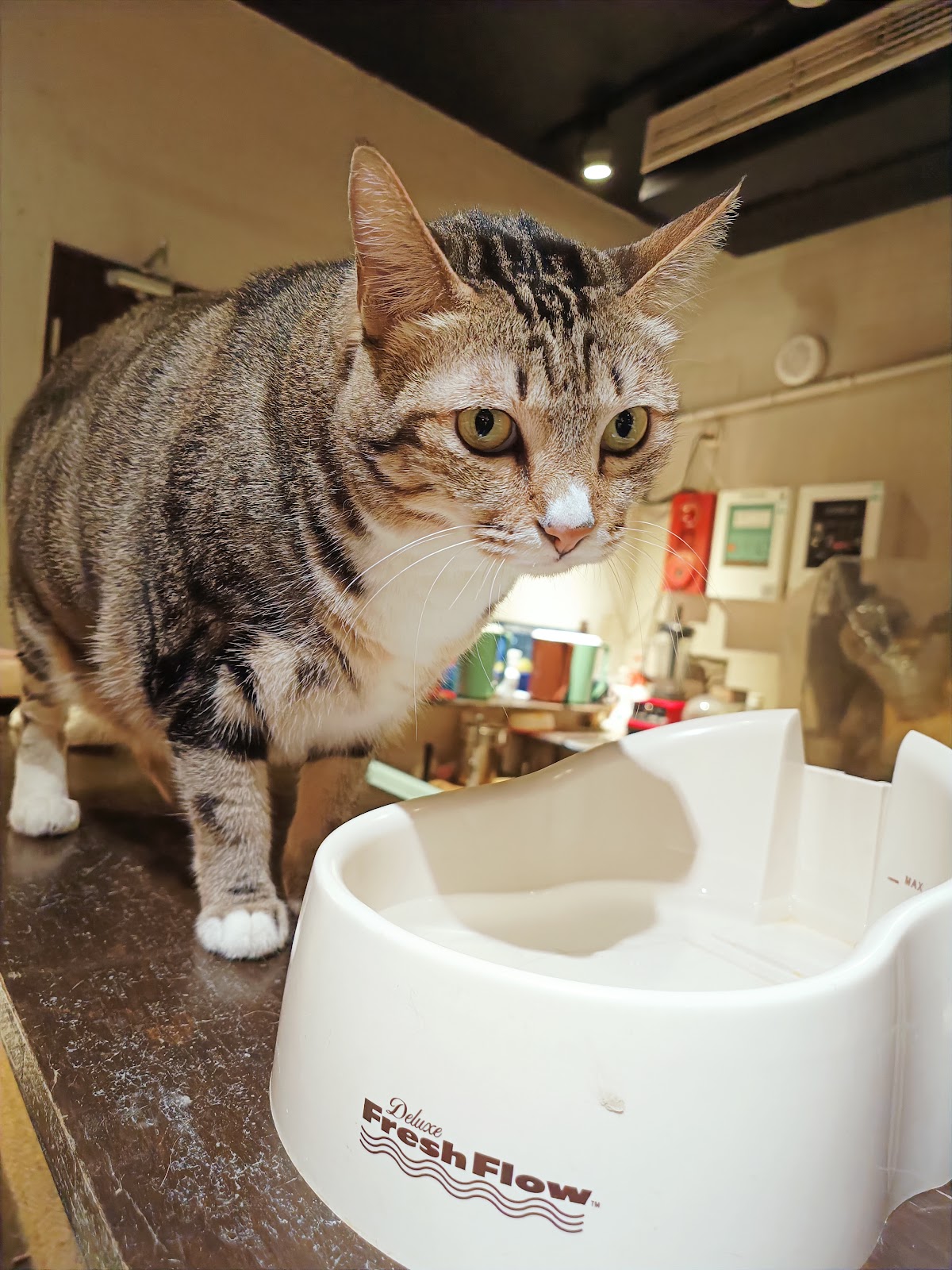 Baking Kedi Coffee Roastery 貓嘰咕自家烘焙咖啡 店內環境照片 5
