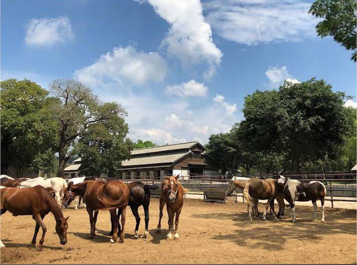 后里馬場－瘋馬大馬戲 店內環境照片 2