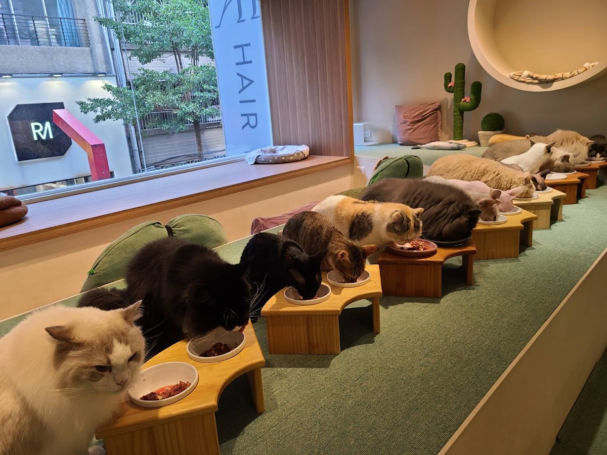 FUFUCatCafe 店內環境照片 5