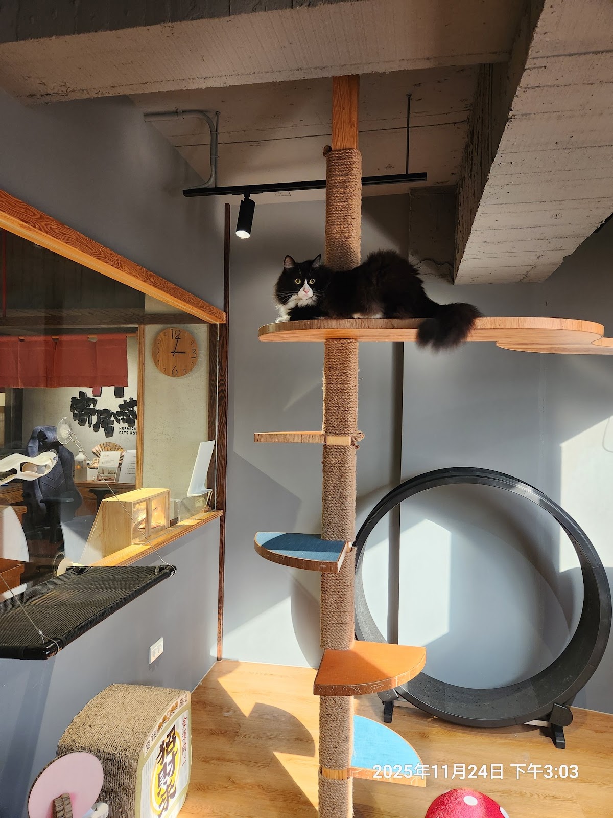 寄居喵和風貓旅宿Hermicat 純貓旅館 店內環境照片 5