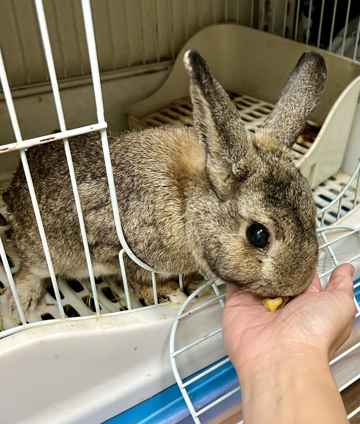兔子舅舅健康足體養生工坊 店內環境照片 3