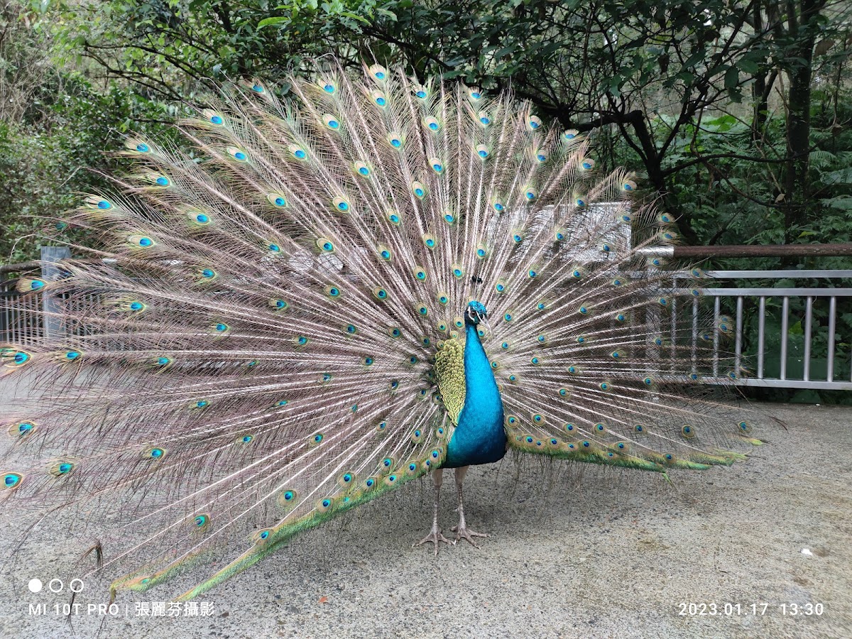 臺北市立動物園鳥園 店內環境照片 2