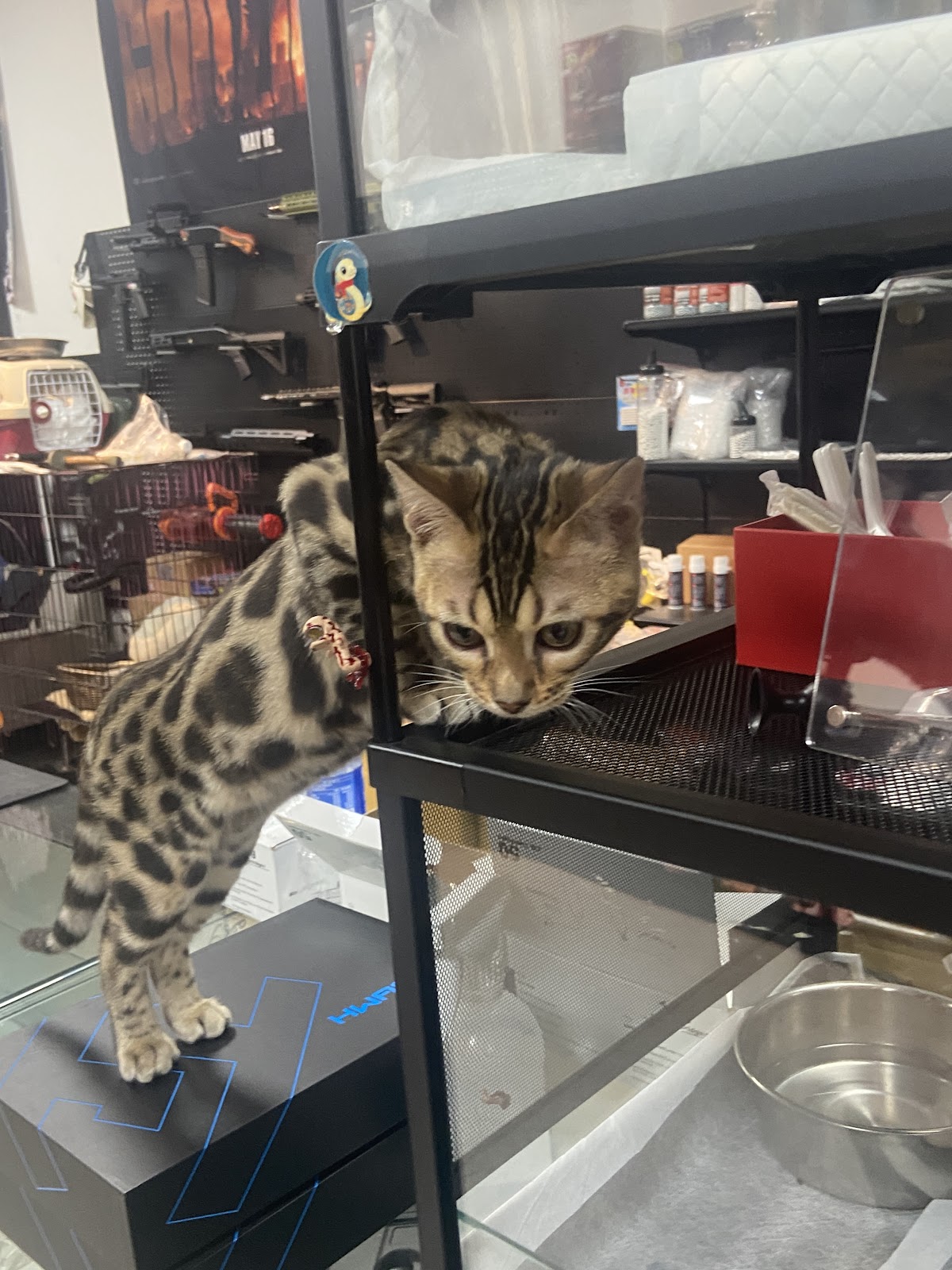 天下武裝 台北武龍店 防身用品/鎮暴產品/生存遊戲 店內環境照片 4